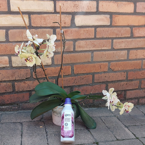 Garri orchidea tápoldat