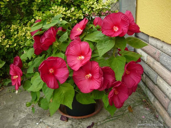 Mocsári v. óriás hibiszkusz