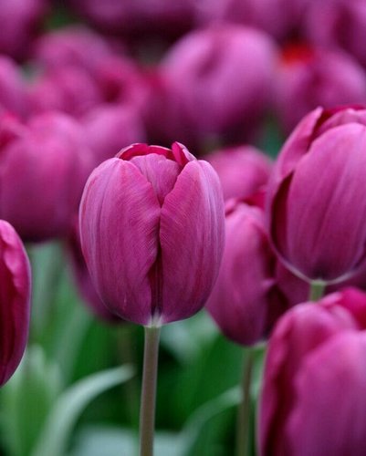 Triumph tulipán - mélylila