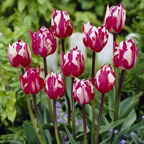Triumph tulipán - bordó, fehér