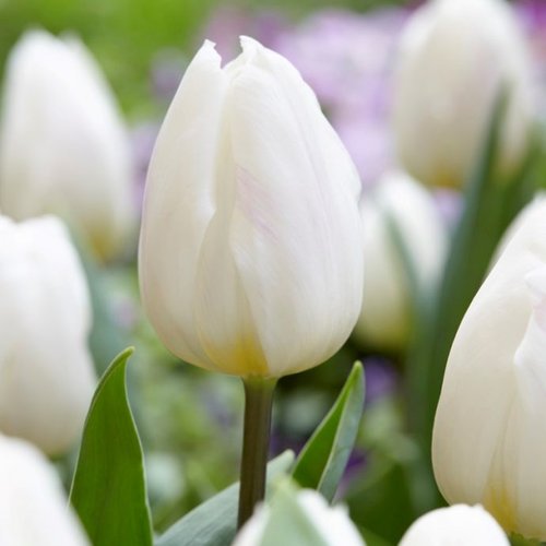 Triumph tulipán - fehér