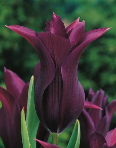 Liliomvirágú tulipán - mély lila