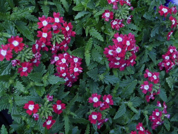 Kerti Verbena