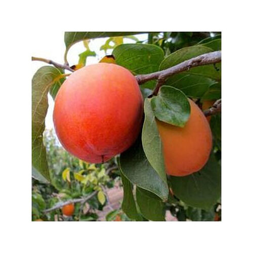 Datolyaszilva 'Rojo'
