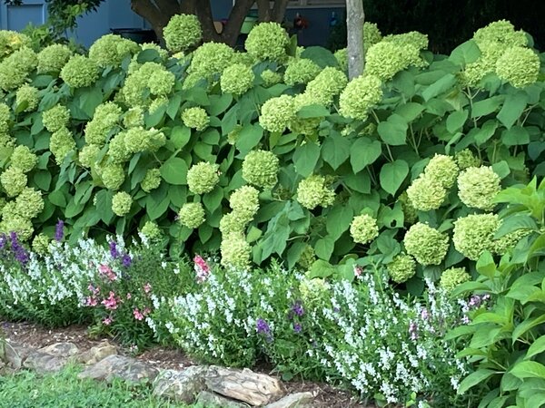 Cserjés hortenzia 'Lime Rickey'