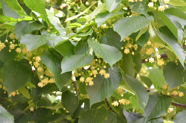 Amerikai (nagylevelű) hárs