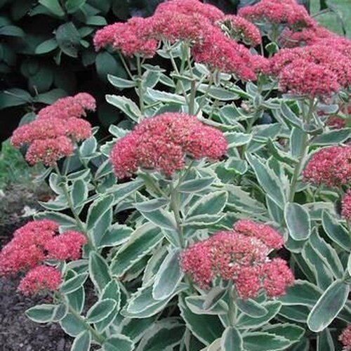 Pompás Varjúháj 'Lajos'