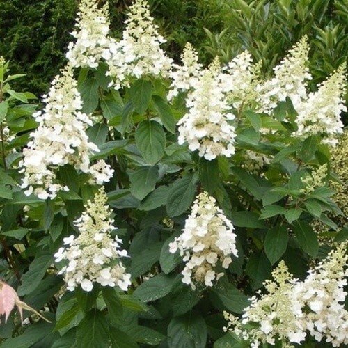 Törzses hortenzia 'Kyushu'