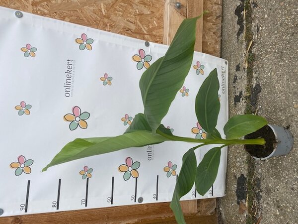 Télálló Japán banán