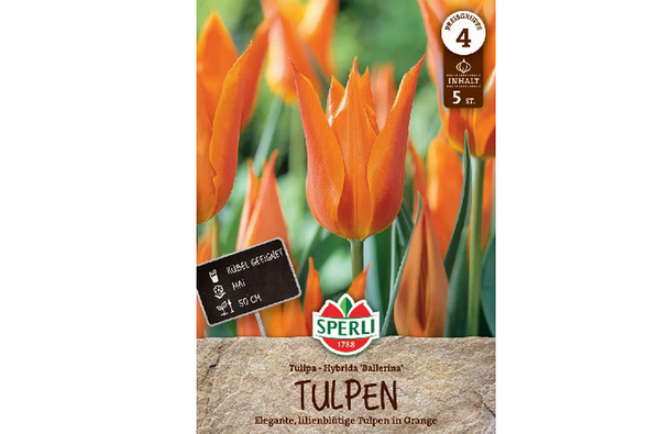 Narancssárga liliomvirágú tulipán