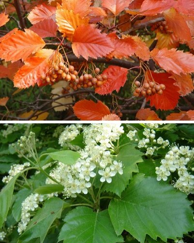 Vörösesbarna termésű berkenye 'Bükkszépe'