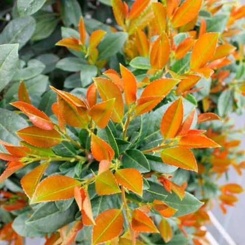 Oszlopos babérmeggy Bonaparte